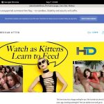 Free Americankittens Discount Deal